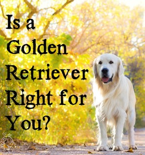 Is a Golden Retriever right for you?