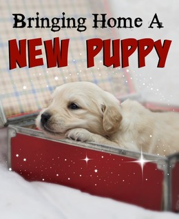 Bringing Home A New Puppy Checklist